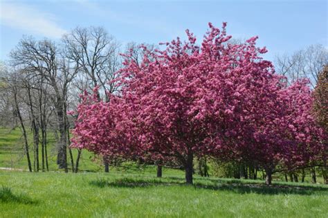 dwarf weeping flowering crabapple tree.